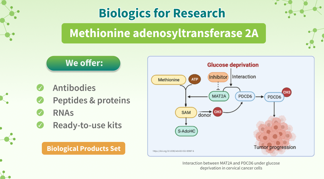 Chemspace | Biologics for Research |  Methionine adenosyltransferase 2A