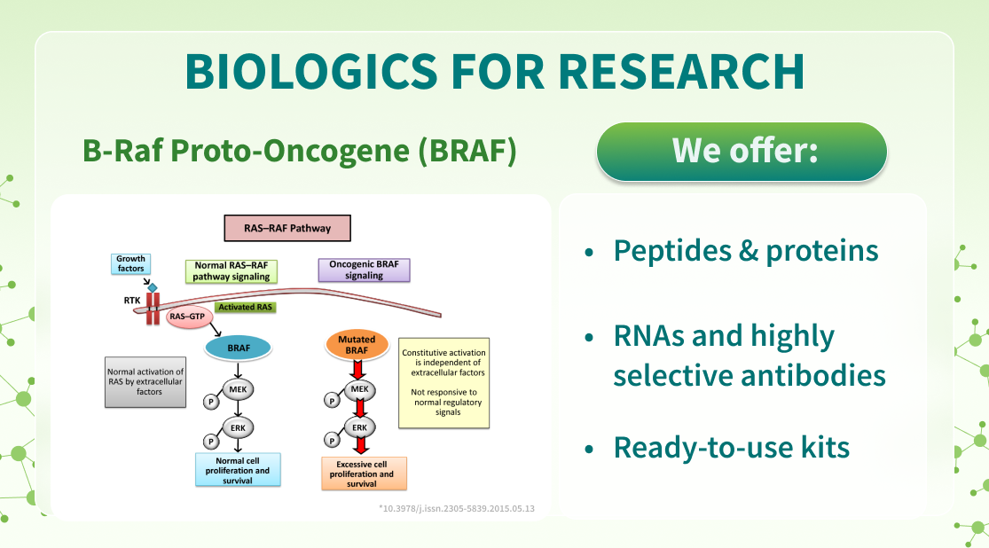 Chemspace | Biologics for Research | BRAF-related proteins, peptides, RNAs, antibodies, and kits