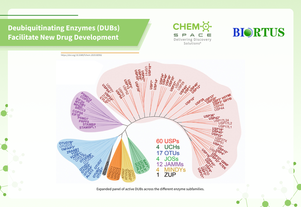 Chemspace | Deubiquitinating Enzymes Facilitate New Drug Development!