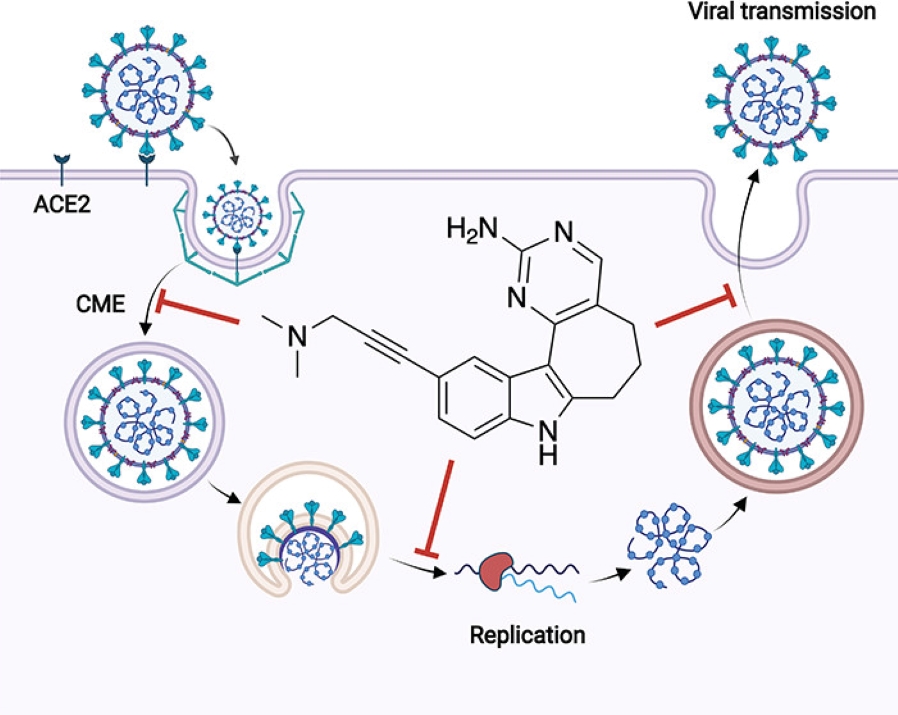 chemical-probe-to-interrogate-roles-in-lifecycle-of-coronaviruses.jpeg