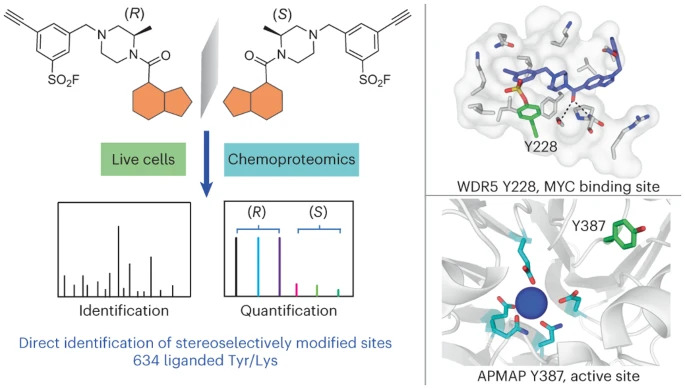 direct-mapping-of-ligandable-tyrosines-and-lysines_1.jpg