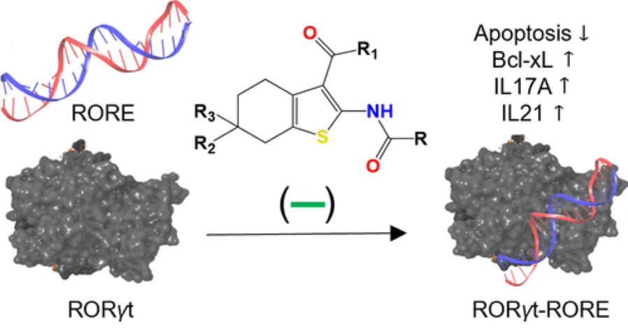 potent_modulators_of_retinoic_acid_receptor-related_orphan_receptor_γt.png