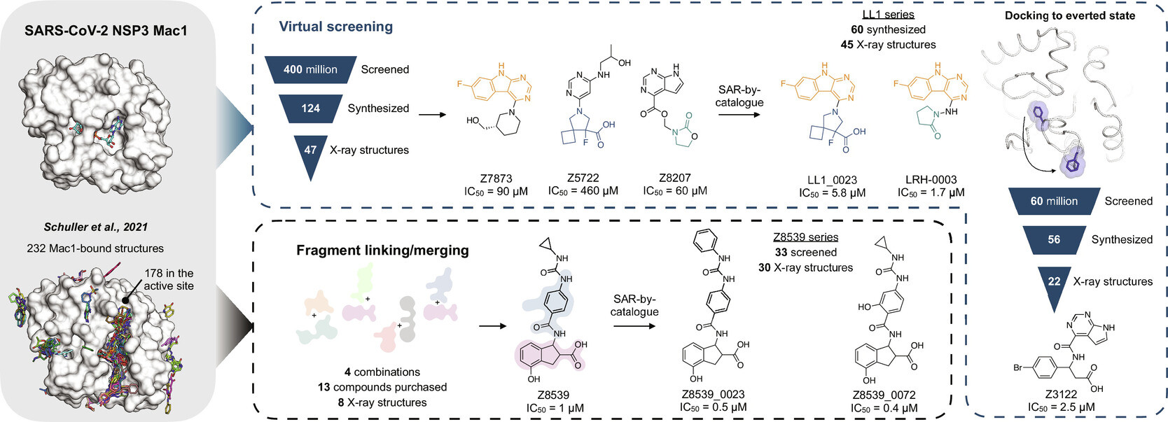 sb-discovery-sars-cov2-macrodomain-inhibitors.jpg